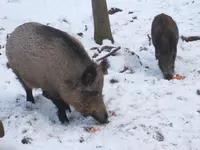Ausflug Moritzburg mit Wildgehege 050.webp
