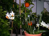 Winter2008 026.webp