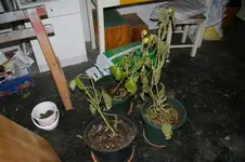 IMGP4363 (Small).webp