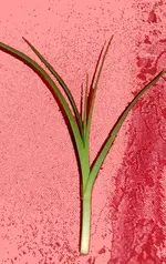gras2.webp