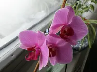 P2020112verkleinert.webp