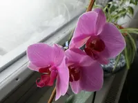 P2020112verkleinert.webp