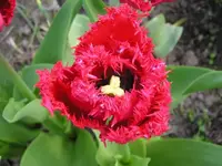 Tulpe 1.webp