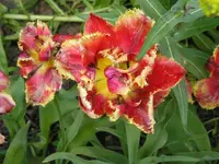 Tulpe 2.webp