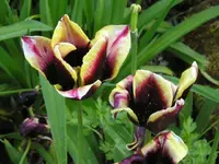 Tulpe 3.webp