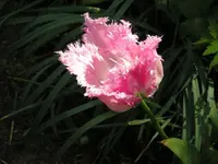 Tulpe 4.webp