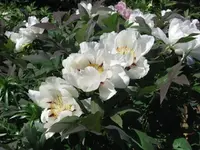 Paeonien2.webp