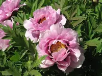 Paeonien4.webp