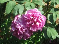 Paeonien5.webp