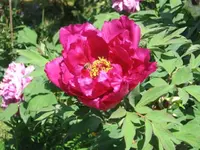 Paeonien6.webp