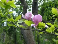 Tulpenbaum.webp