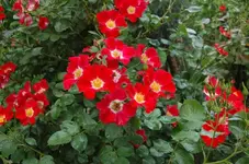 Rosen 2.webp
