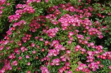 Rosen 1.webp
