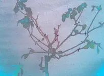rose.webp