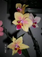 Winter2008 009.webp