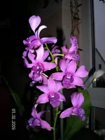 Winter2008 029.webp