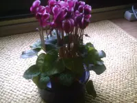 PIC00284.webp