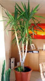 yucca1.webp