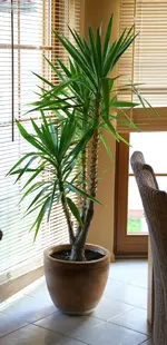 yucca2.webp