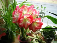 DSCN0706.webp