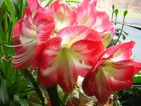 DSCN0708.webp