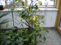 Zitronenbaum 001.webp