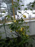 Zitronenbaum 002.webp