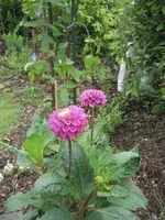 garten 021.webp