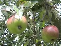 DSC00049.webp