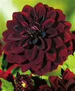 dahlie arabien.webp
