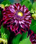 dahlie osirium.webp