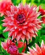 kaktusdahlie.webp