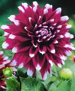 dahlie mystery.webp