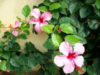 Urlaubsbilder Cuba 007.webp