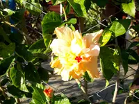 Urlaubsbilder Cuba 013.webp