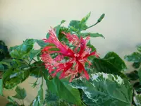 Urlaubsbilder Cuba 016.webp
