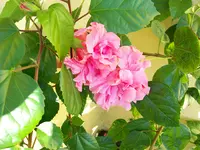 Urlaubsbilder Cuba 035.webp