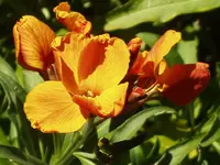 goldlack orange.webp