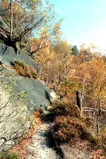 Weg oberhalb Rotkehlchenstiege.webp