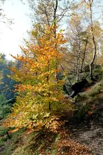 Baum im Gebirge.webp