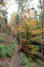 Bergpfad 2.webp
