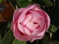 P1000691.webp