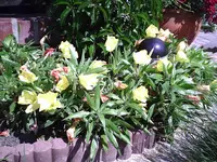 PIC00014.webp