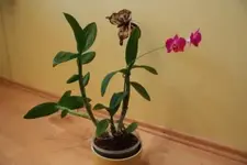 Dendrobium 1.webp