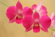 Dendrobium 1 Blüten.webp