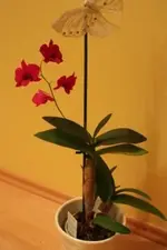 Dendrobium 2.webp