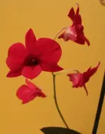 Dendrobium 2 Blüte.webp