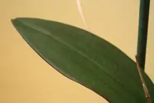 Dendrobium 2 Blattfärbung.webp