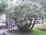 Noch eine Palme in Locarno.jpg