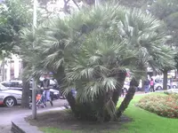 Noch eine Palme in Locarno.webp
